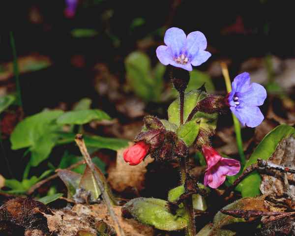 dem frühling auf der spur 6