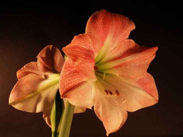 Amaryllis ... Teil 5/2