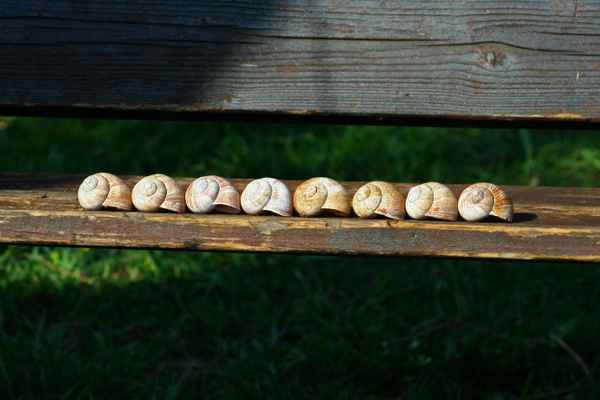 7+1  auf einem Streich