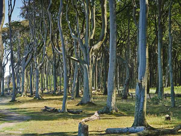 Im Gespensterwald . . . .