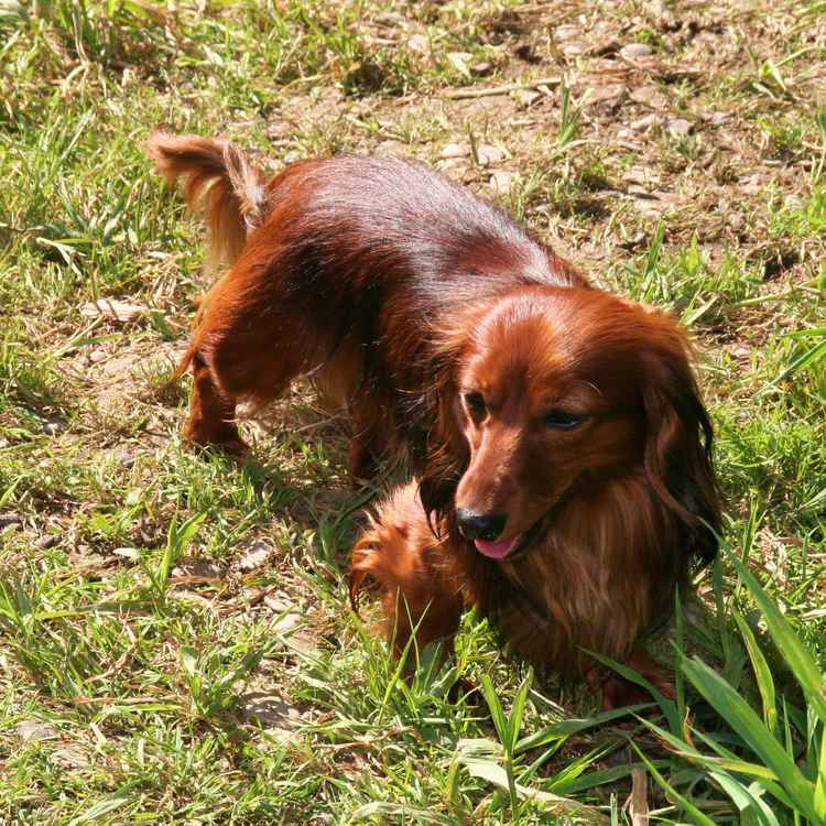 Moritz auf der Jagd 2