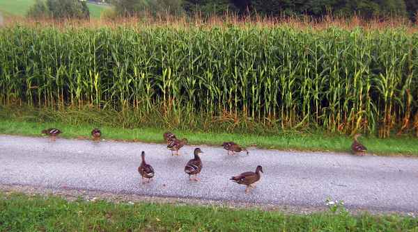 Rush Hour