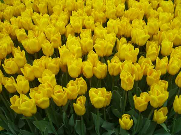  Liebe Grüße aus Keukenhof!