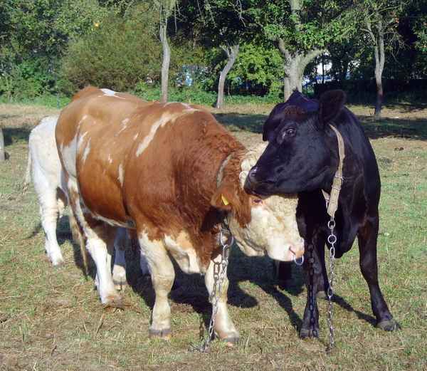 Komm Kuscheln Liebster...