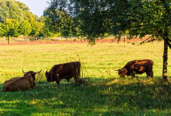 Schattiges Plätzchen