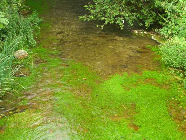 Kleiner fließender Bach