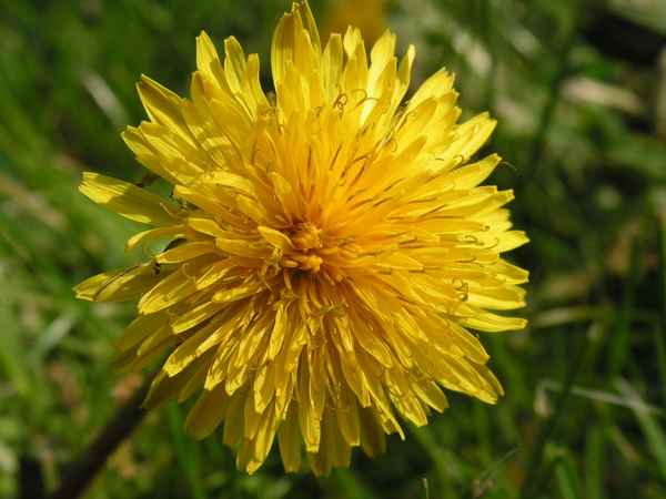 Sonnenschein in Blumensprache