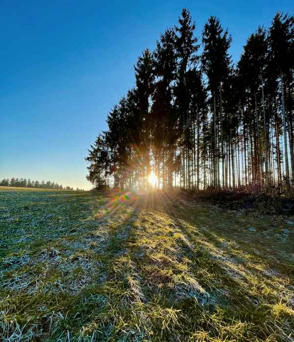 Wintersonne vor Nadelwald