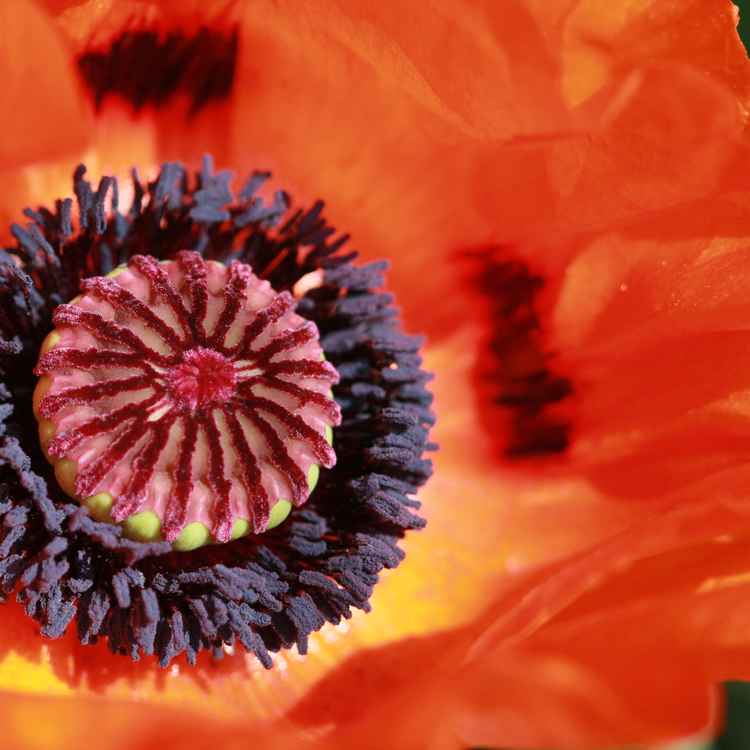 Papaver orientale II