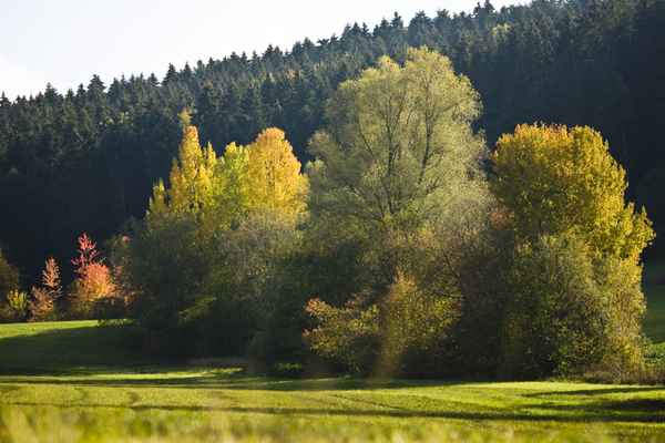 Wenn der Herbst golden wird