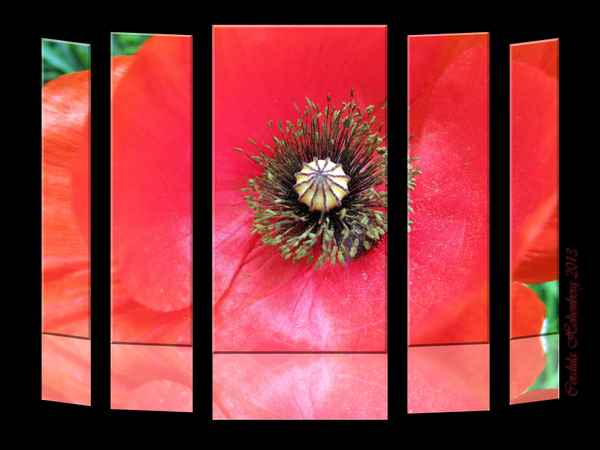 Mohn - einmal anders