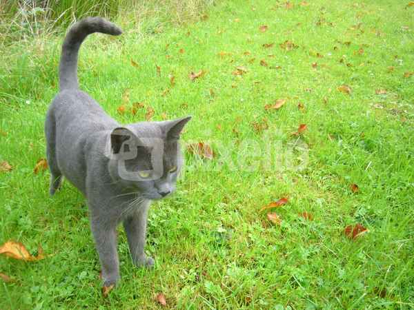 Kater Willy aus Seefeld