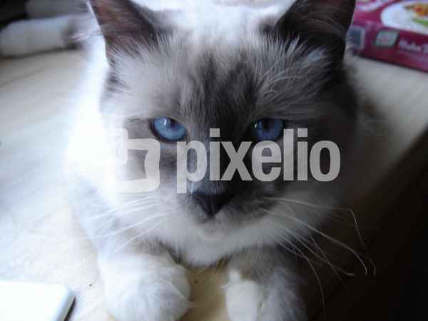 Blaue Augen Katze