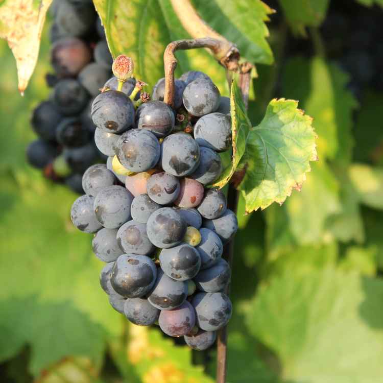 Wilder Wein