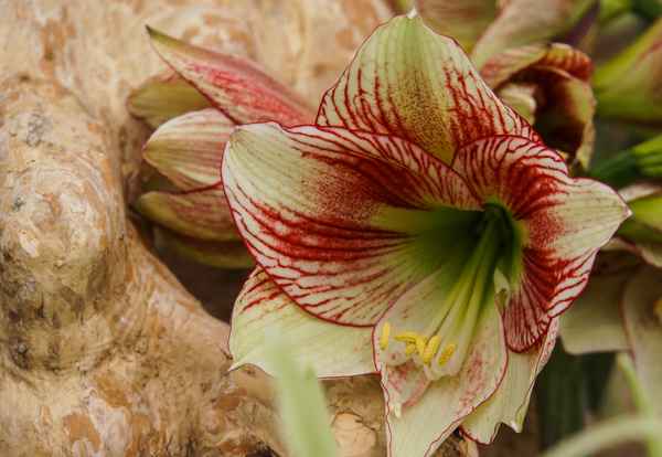 Lilienblüten weiss mit roten Streifen