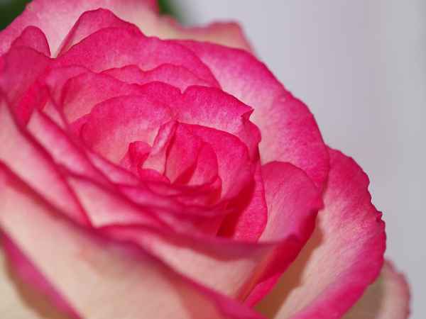 Rose.