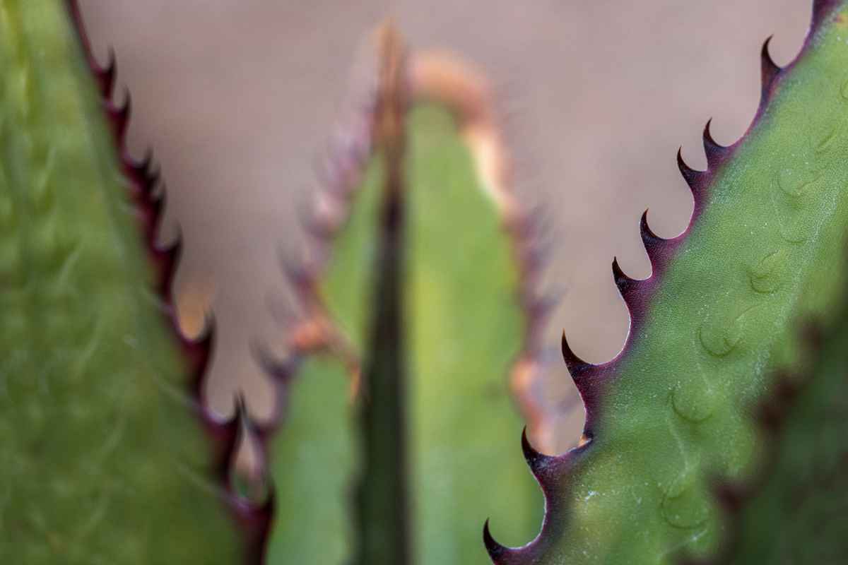 Scharfe Zacken Agave