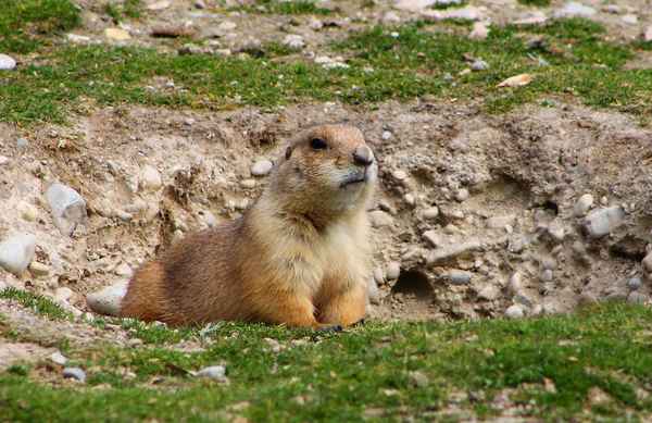 Ein knuffiger Wächter 01