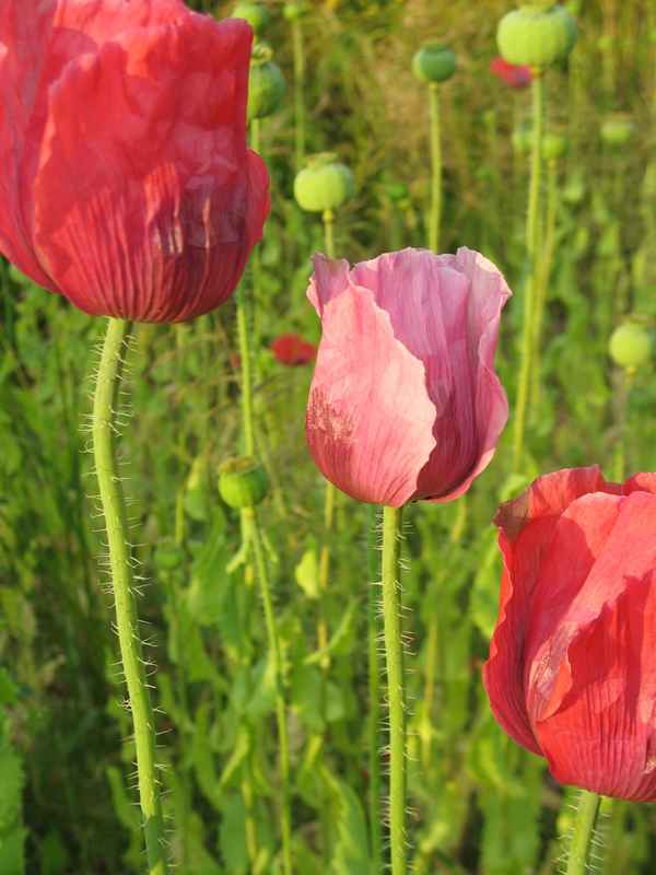 Mohn-Trilogie