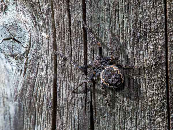 Junge Spaltenkreuzspinne