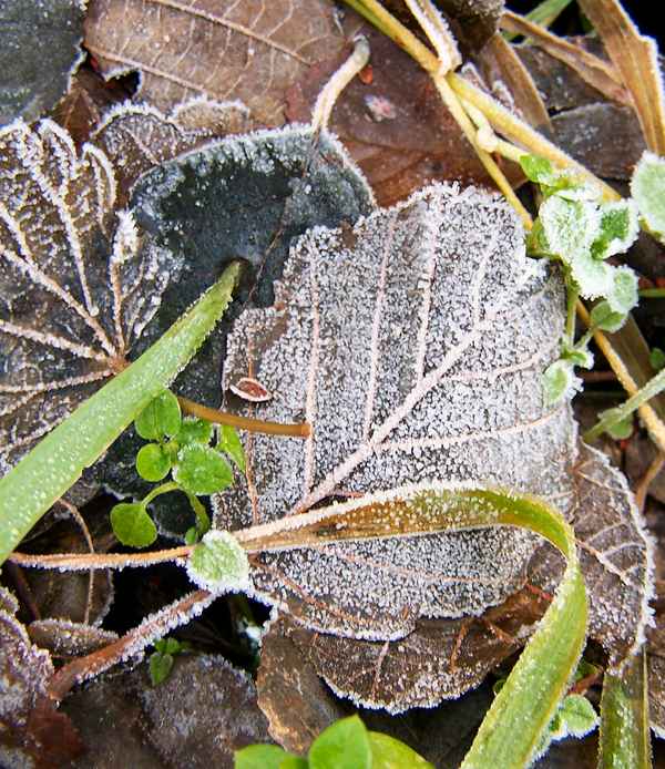 Frostige Blätter