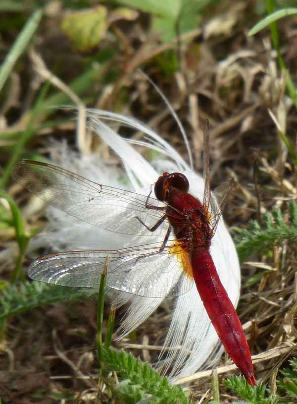 Libelle auf der weißen Feder