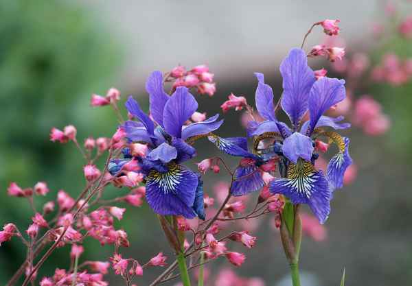 lilien im garten