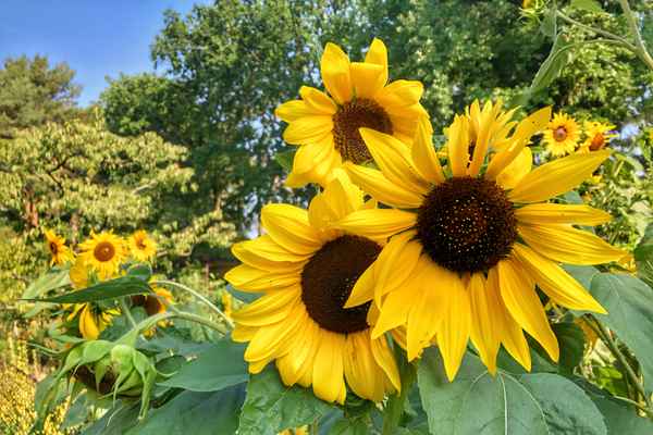 Sonnenblumen