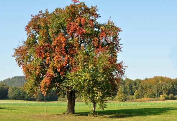 Baum und Bäumchen im Herbst
