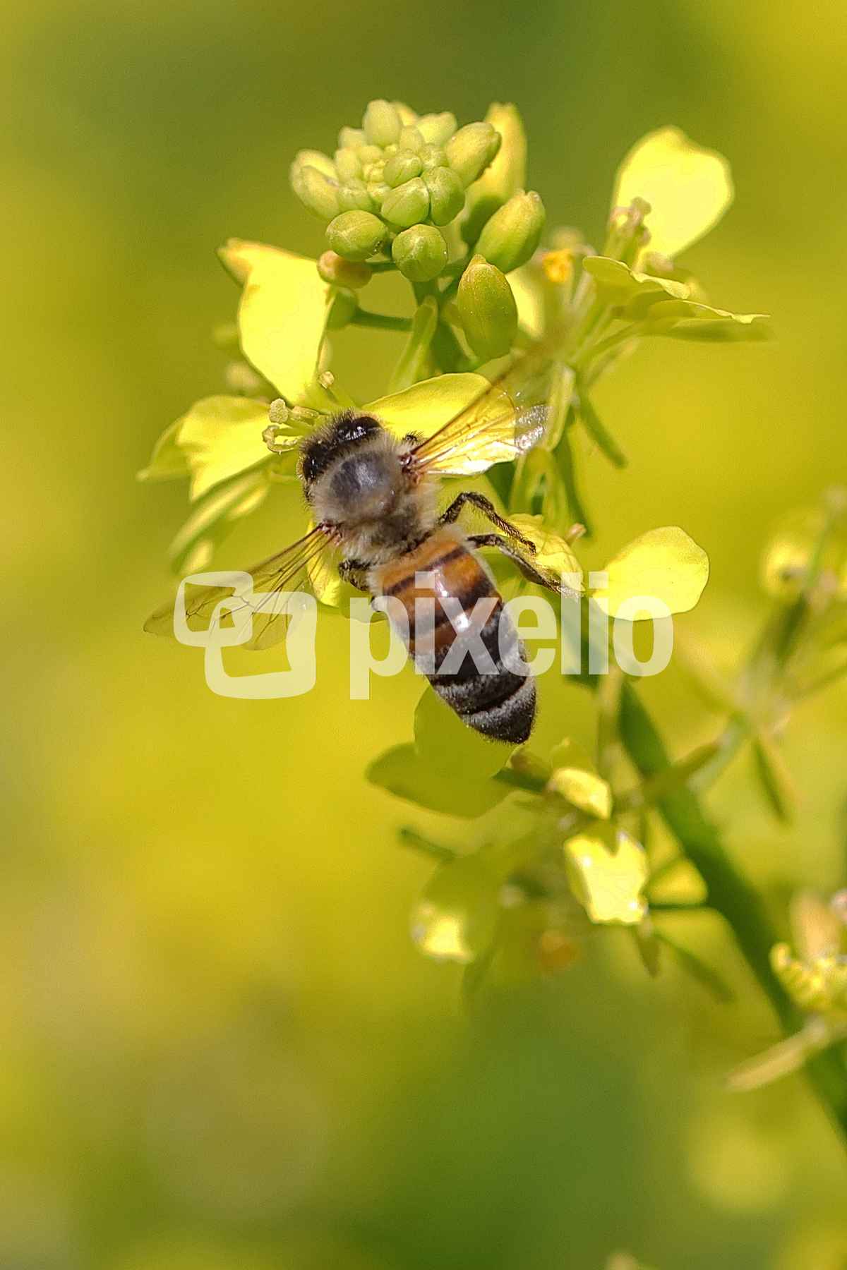 die Biene - Anthophila