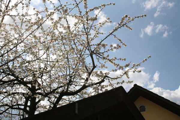 Kirschblüte