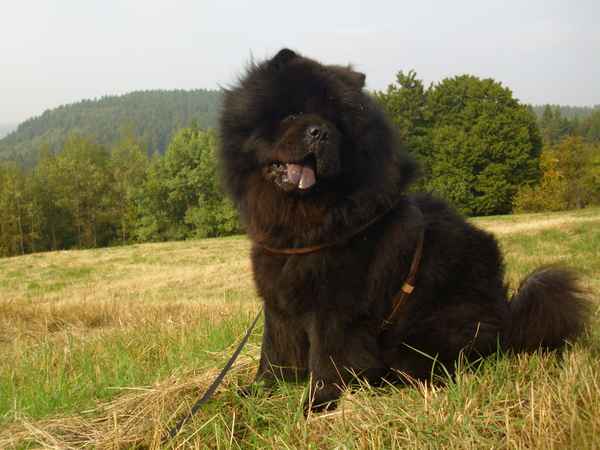 Chow Chow im Harz