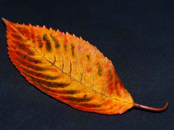 indian summer I