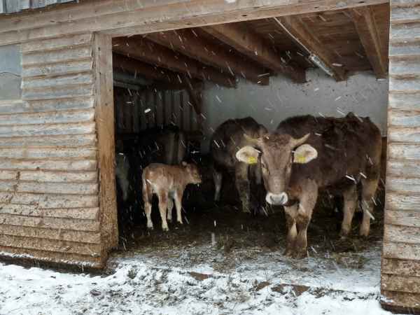 La vache qui rit