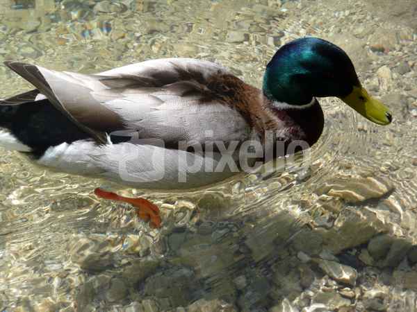 Ente - Königssee 2008