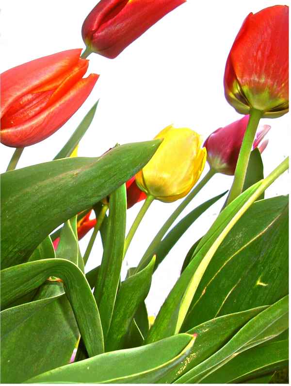 Tulpen im Wind