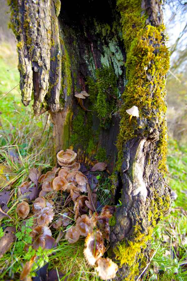 Herbstzeit ist Pilzzeit