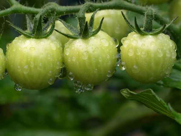 Grüne Tomaten...