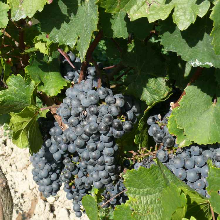 Weinlese