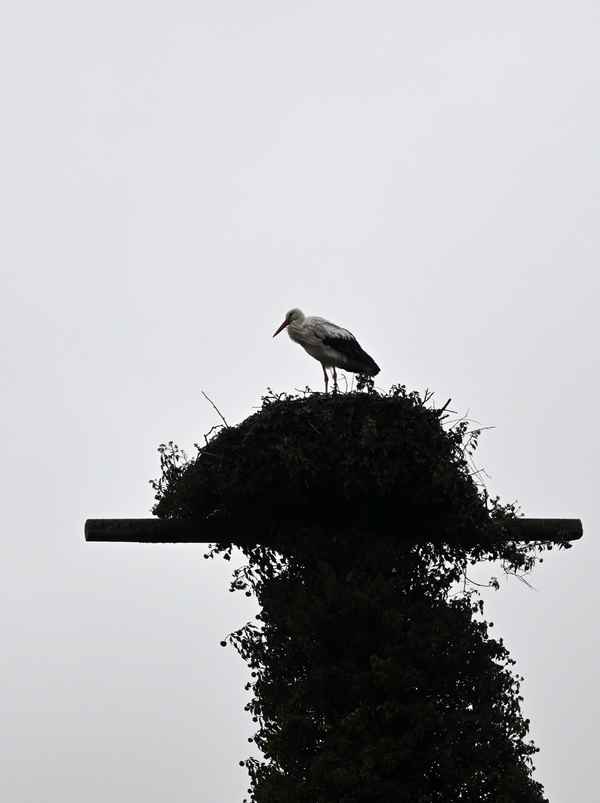 Storch schon da