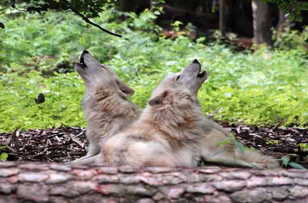 Synchronheulen