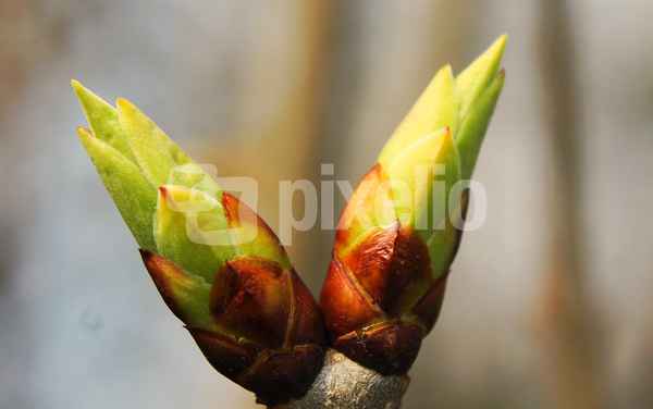 Knospe im Frühling 2