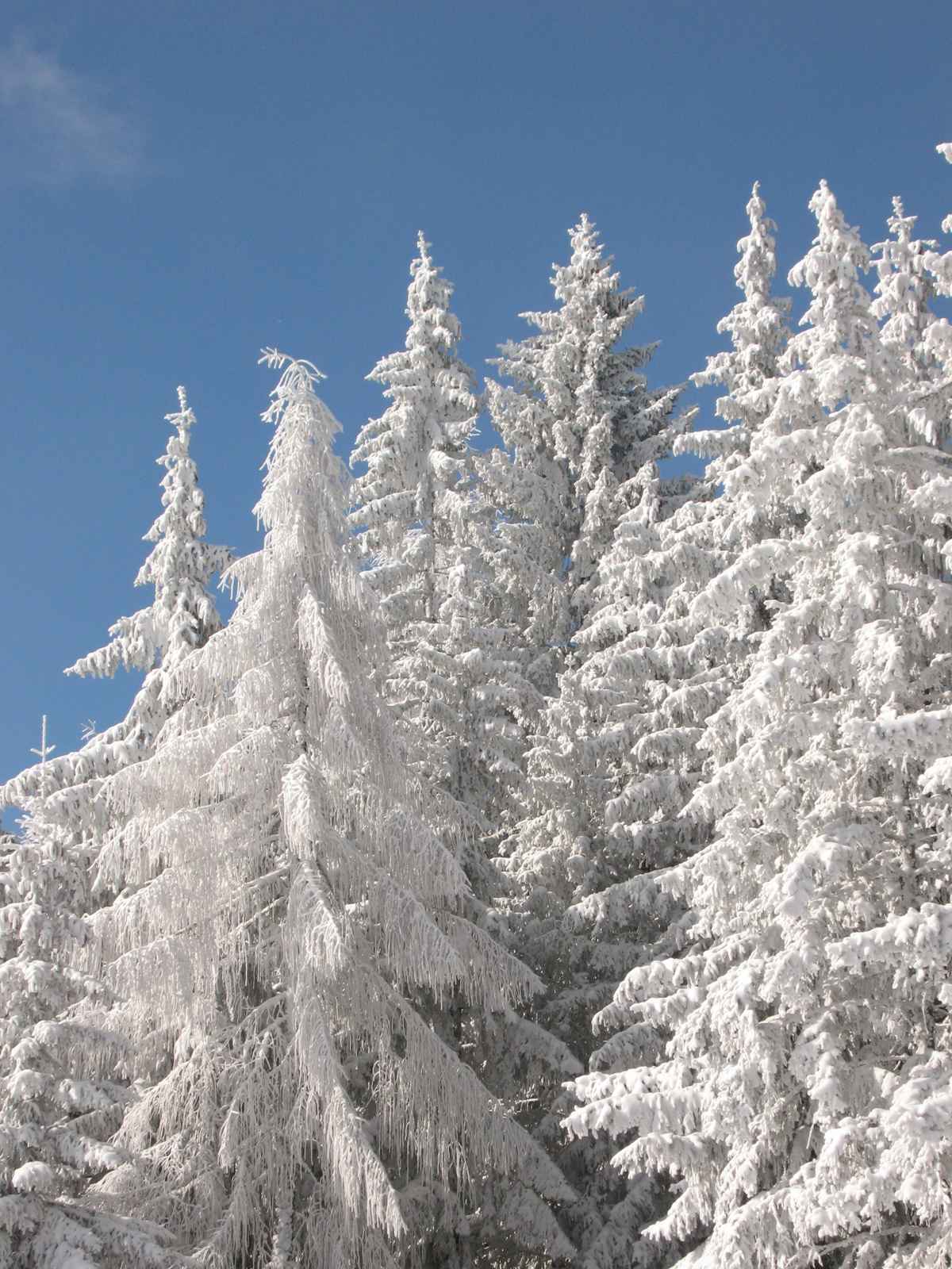 Winterwald