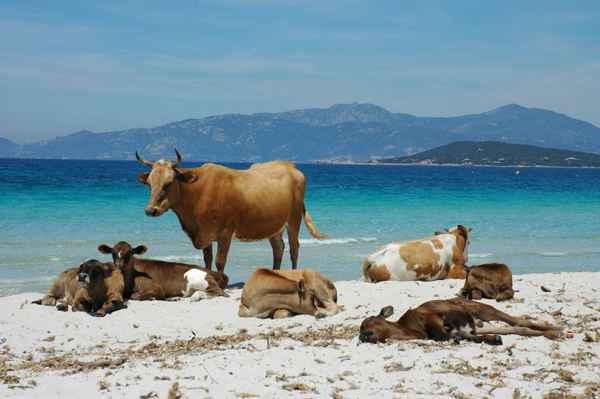 Kühe am Strand von Korsika