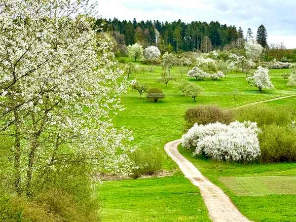 Weg in den Frühling_3