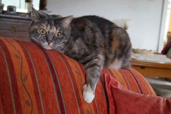 Sofadeko - beweglich ;)