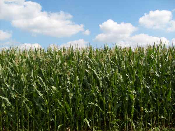 Maisfeld