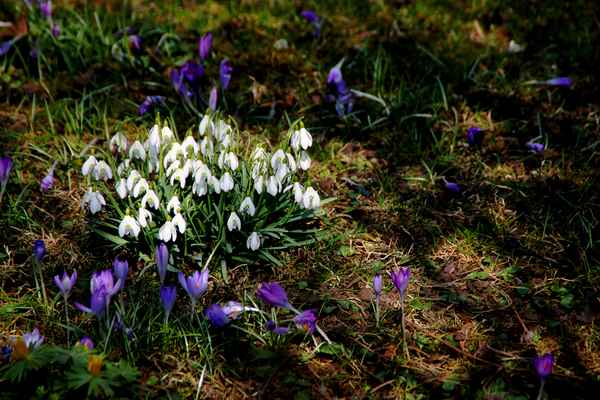 Die Gärten blühen 02