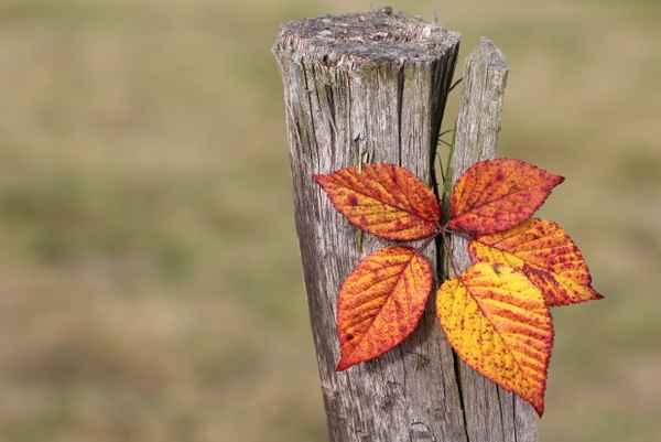 Herbstblatt