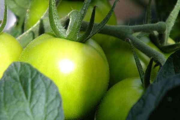 Grüne Tomaten